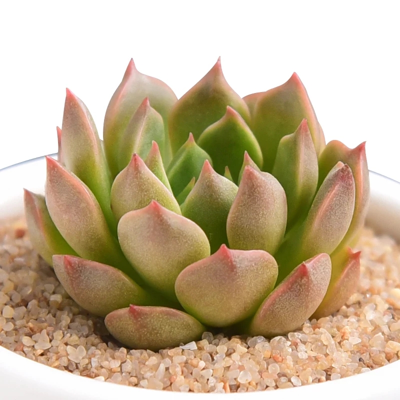 基地綠植類辦公場(chǎng)所室內(nèi)綠植，多肉植物齊全均可選擇